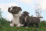 AMSTAFF  ADULT & PUPPIES 091